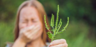 3 recomandari pentru a trata alergia la ambrozie